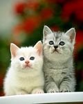 pic for cute kittens